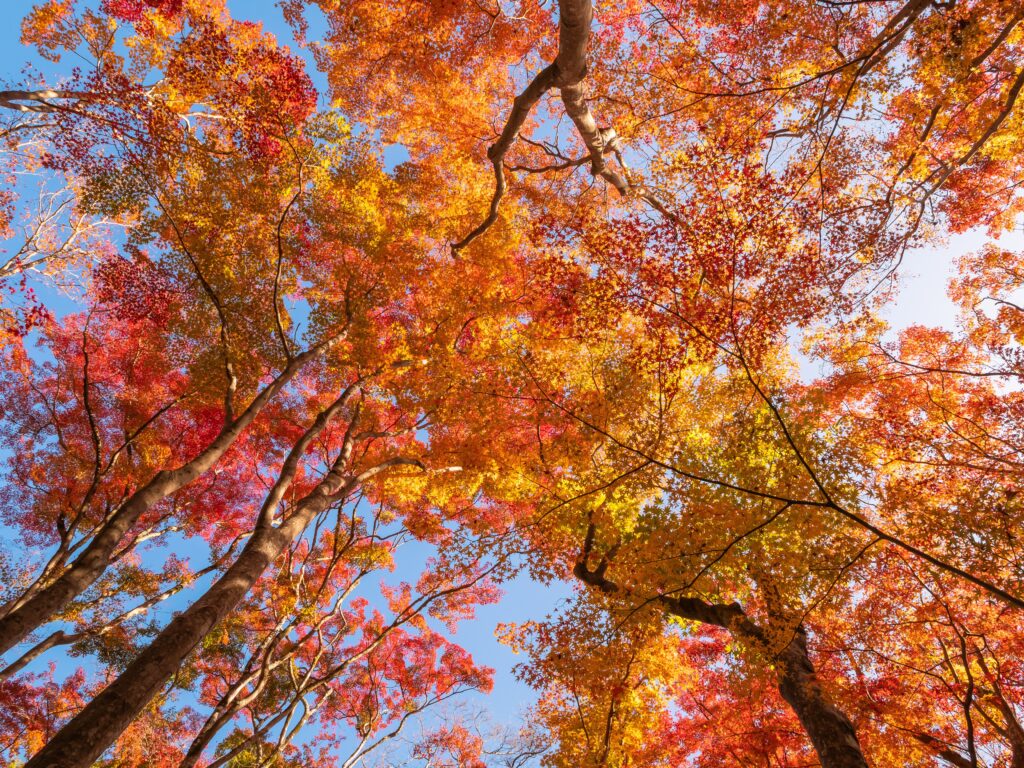 Autumn: When To Visit Japan For Stunning Fall Colors Autumn: When To Visit Japan For Stunning Fall Colors