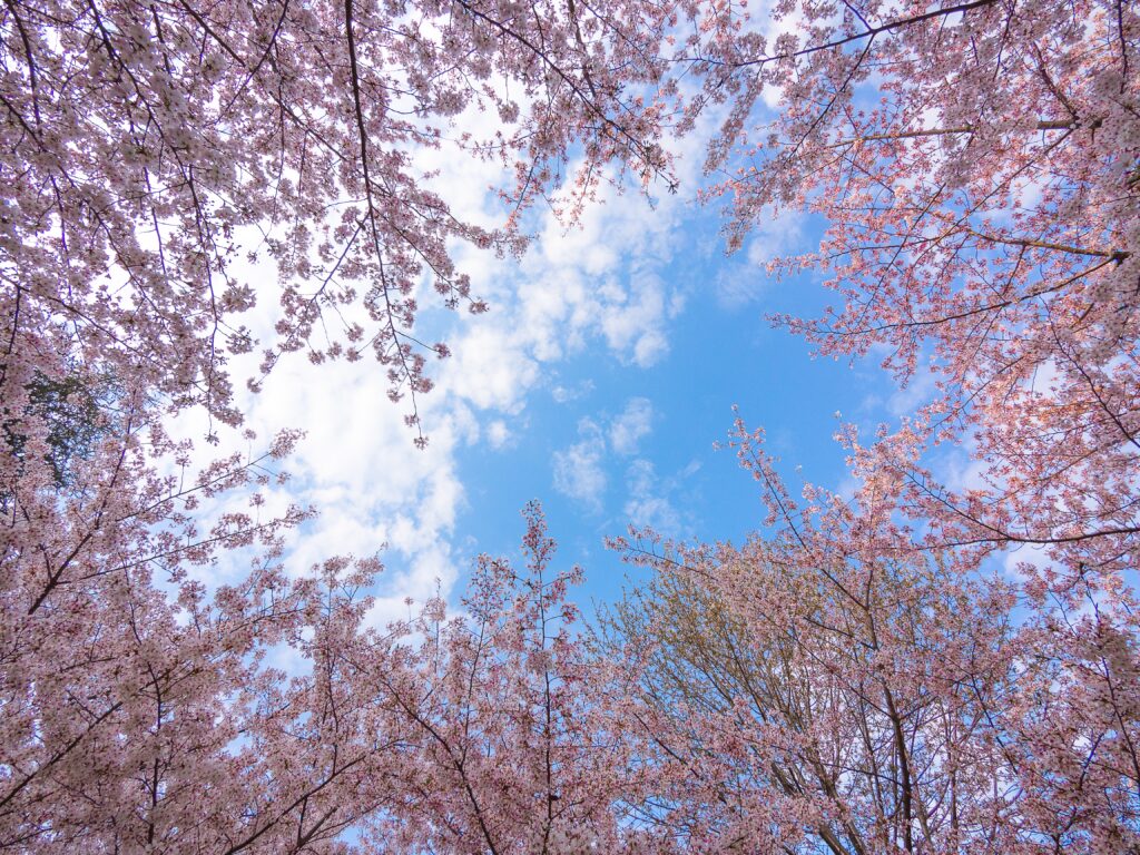 Spring: When To Visit Japan For Blooming Beauty Spring: When To Visit Japan For Blooming Beauty